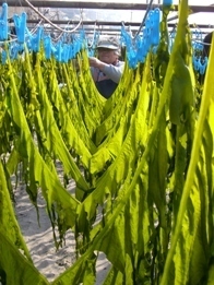 Wakame seaweed, Glossary